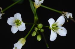 Cardamine bilobata. Inflorescence with flower buds and flowers.
 Image: P.B. Heenan © Landcare Research 2019 CC BY 3.0 NZ
